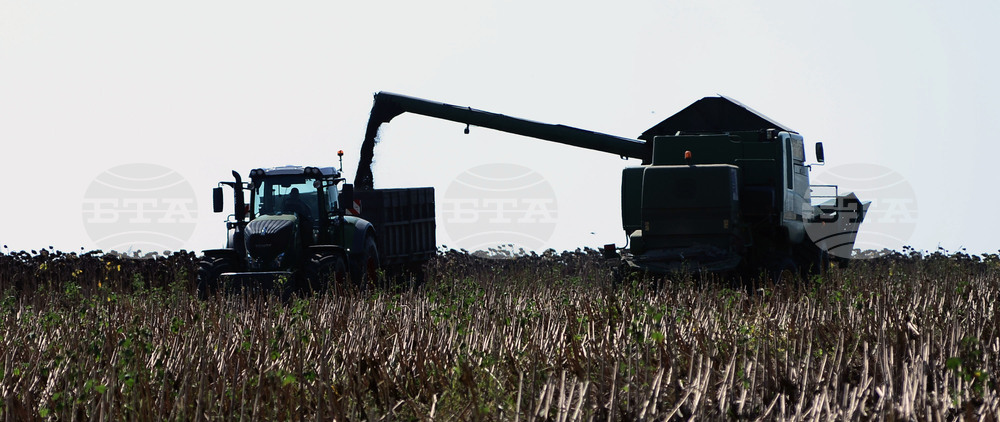 Село Китанчево - жътва на слънчоглед