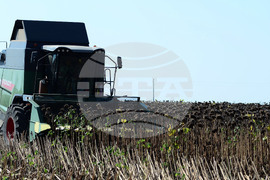 Село Китанчево - жътва на слънчоглед