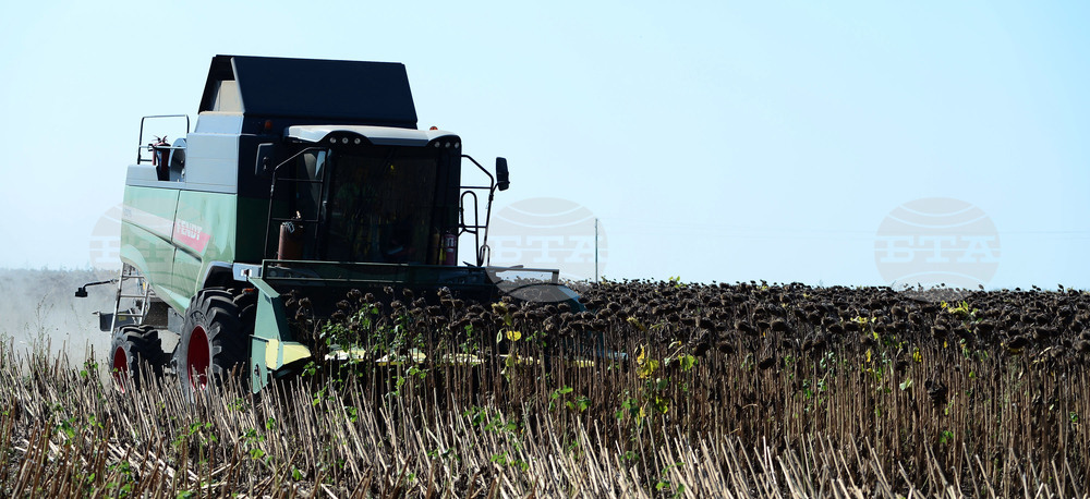 Село Китанчево - жътва на слънчоглед