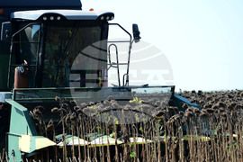 Село Китанчево - жътва на слънчоглед