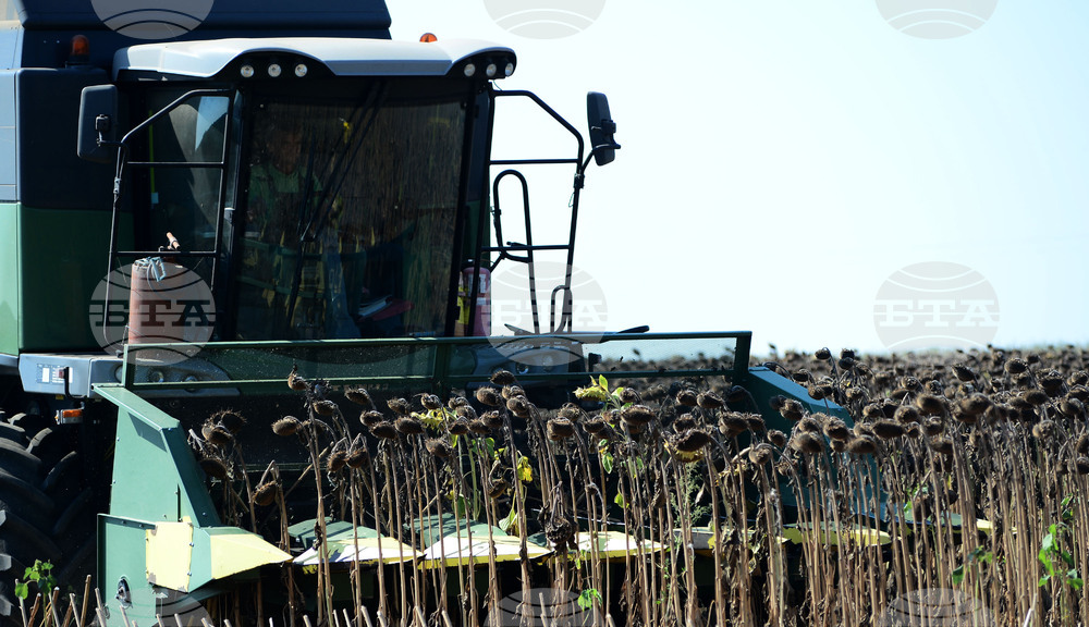 Село Китанчево - жътва на слънчоглед