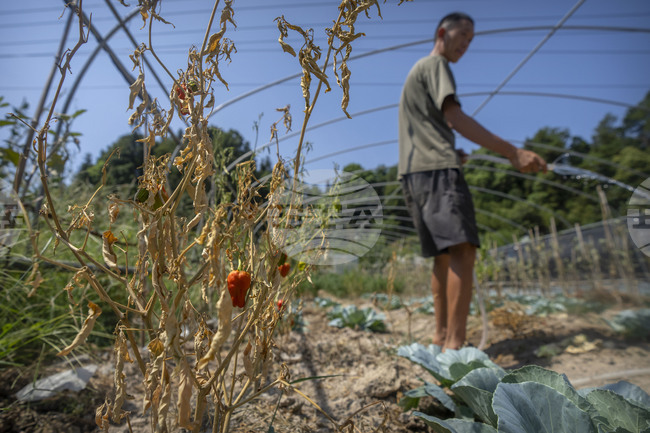 Земеделци използват човешка коса като средство за пестене на вода в засегнатото от суша Чили