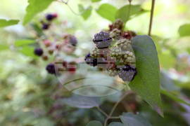 Витоша планина – диви къпини