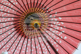 Благоевград - Югозападен университет - Празник на японските вишни