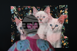 Благоевград - Югозападен университет - Празник на японските вишни