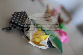 Благоевград - Югозападен университет - Празник на японските вишни