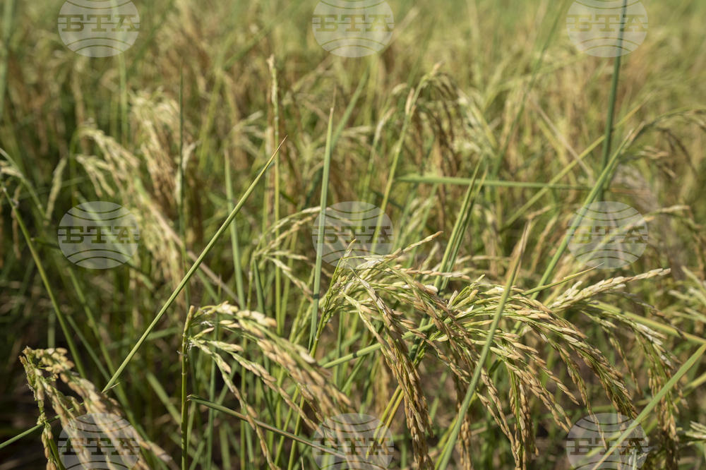 Китай предупреждава за засилване на чуждестранния шпионаж в земеделския сектор