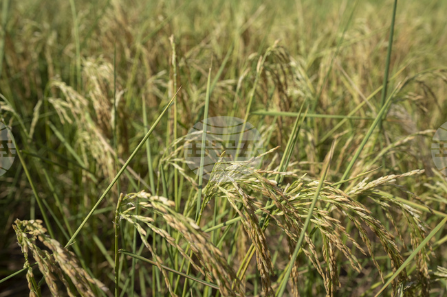 Китай предупреждава за засилване на чуждестранния шпионаж в земеделския сектор