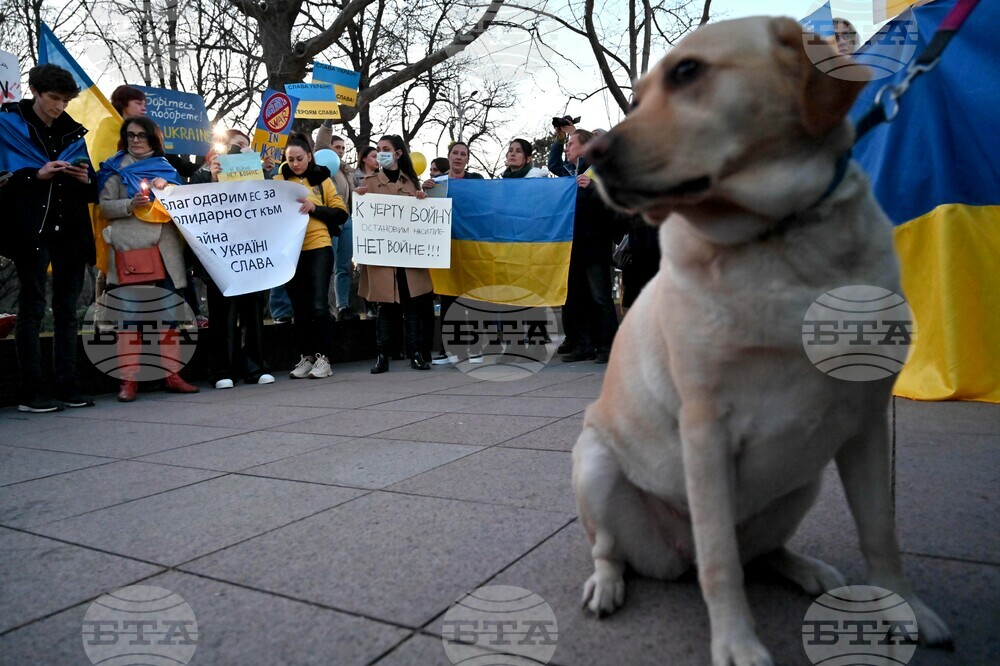 Bulgaria Eases Entry Procedure for Pets Accompanying Arrivals from Ukraine