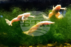 Варна - Аквариум - обитатели