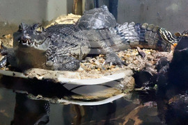 Варна - Аквариум - обитатели