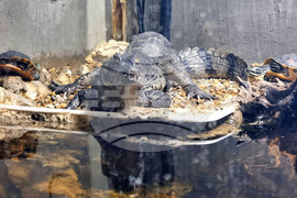 Варна - Аквариум - обитатели