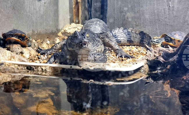  Варна - Аквариум - обитатели