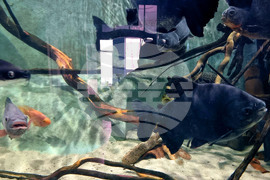 Варна - Аквариум - обитатели