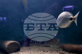 Варна - Аквариум - обитатели