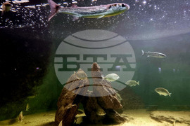 Варна - Аквариум - обитатели