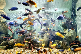 Варна - Аквариум - обитатели