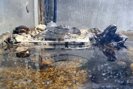 Варна - Аквариум - обитатели