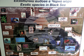 Варна - Аквариум - обитатели