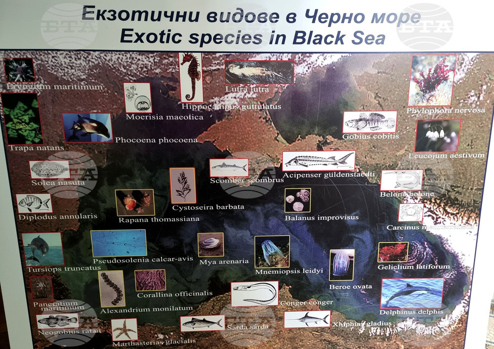 Варна - Аквариум - обитатели