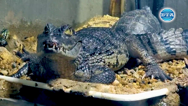 Аквариумът във Варна показва риби „нашественици“ в Черно море