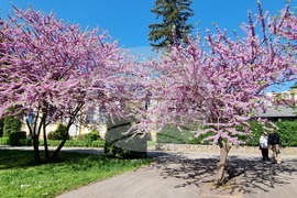 Видин - пролет