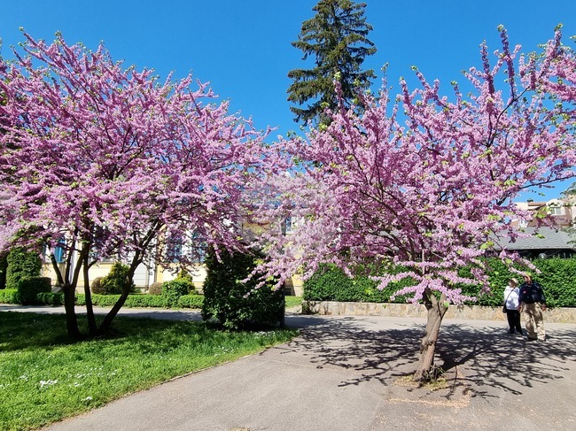 Видин - пролет