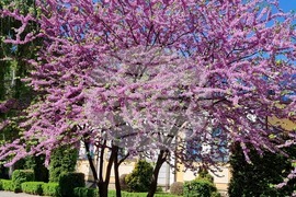 Видин - пролет