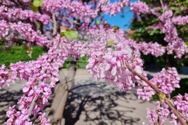 Видин - пролет