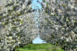 Село Духовец - пролет - черешова градина