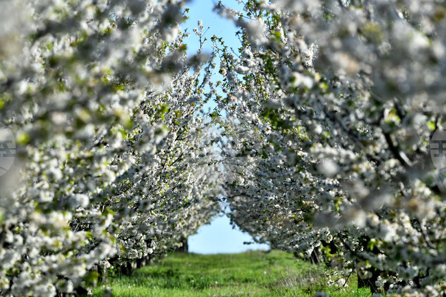 Село Духовец - пролет - черешова градина