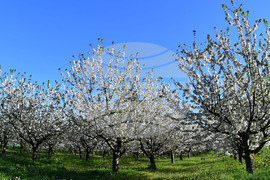 Село Духовец - пролет - черешова градина
