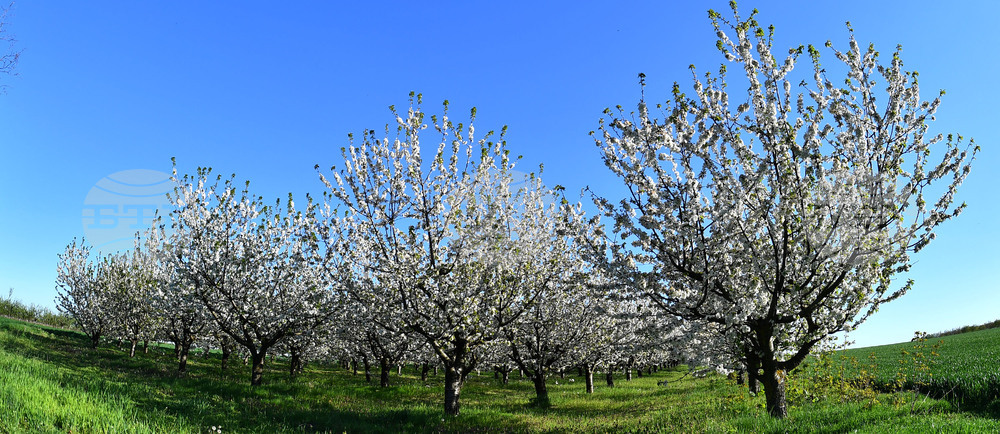 Село Духовец - пролет - черешова градина