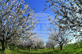 Село Духовец - пролет - черешова градина