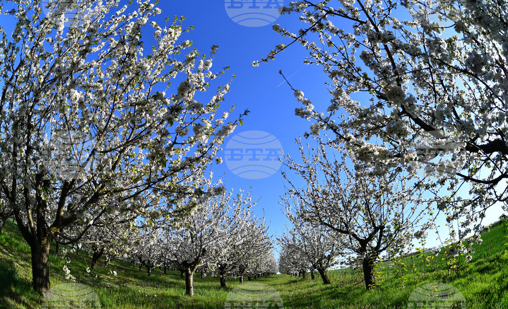 Село Духовец - пролет - черешова градина