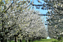 Село Духовец - пролет - черешова градина