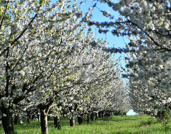 Държавният фонд "Земеделие" преведе 166 млн. лeва по еко схемата за намаляване използването на пестициди 