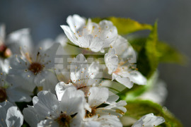 Село Духовец - пролет - черешова градина