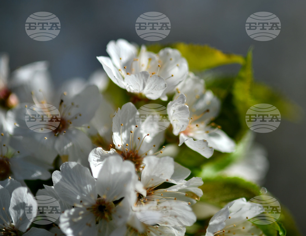 Село Духовец - пролет - черешова градина