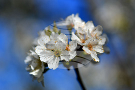 Село Духовец - пролет - черешова градина