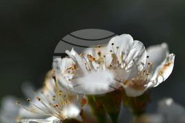 Село Духовец - пролет - черешова градина