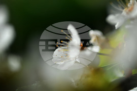 Село Духовец - пролет - черешова градина