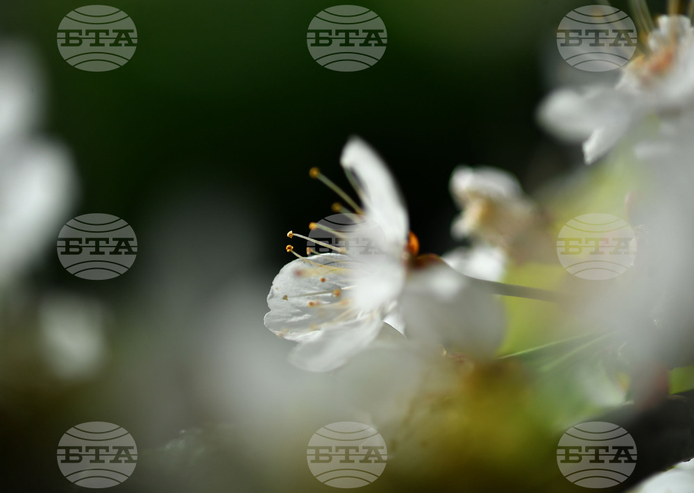 Село Духовец - пролет - черешова градина