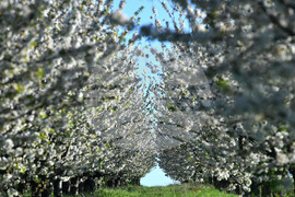 Село Духовец - пролет - черешова градина