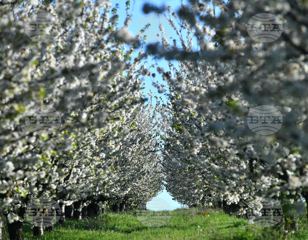 Село Духовец - пролет - черешова градина