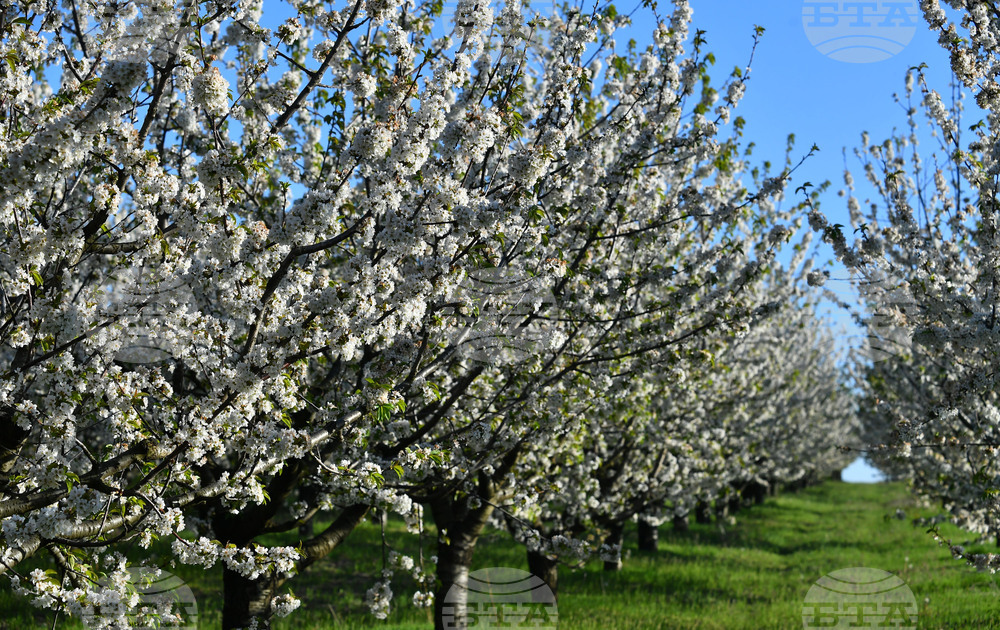Село Духовец - пролет - черешова градина