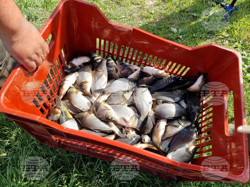 Ямбол - гребен канал - зарибяване