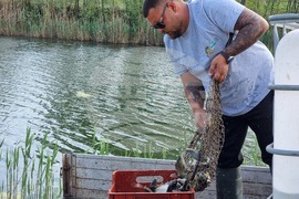 Ямбол - гребен канал - зарибяване