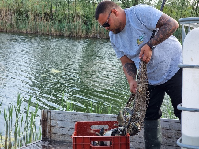 Ямбол - гребен канал - зарибяване