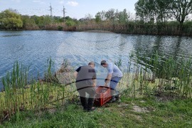 Ямбол - гребен канал - зарибяване